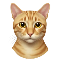 Qi, GU's profile picture