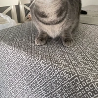 Xinyi's profile picture